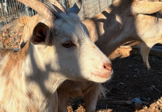 Goats