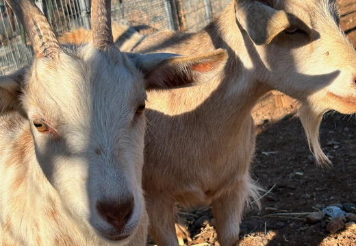 Goats