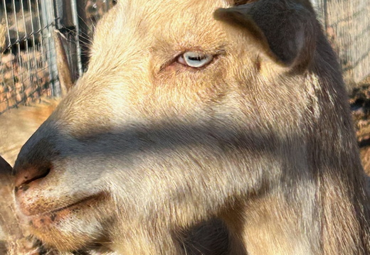 Goats