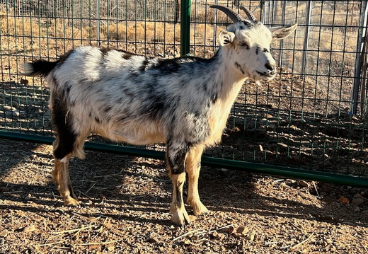 Goats