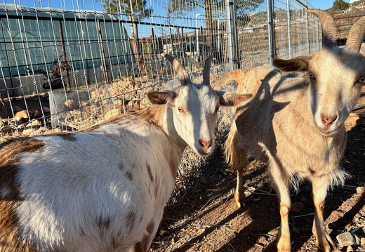 Goats