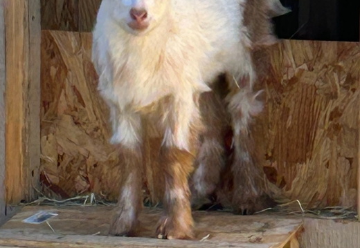 Goats
