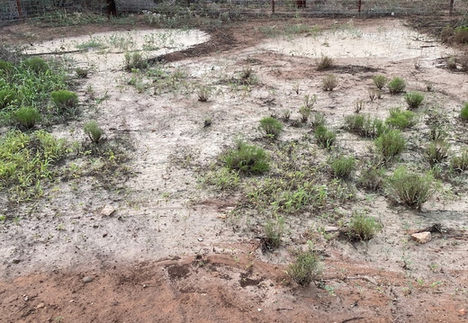 Future Site Pond