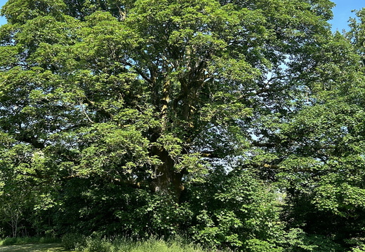 Barscobe Oak Tree